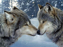 : wolves.gif
: 17114

: 21.0 