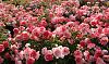     . 

:	pink-rose-bush-wallpaper-1.jpg 
:	533 
:	172.9  
ID:	97977