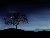     . 

:	Landscapes%20-%20Moon%20Behind%20the%20Tree.jpg 
:	209 
:	44.2  
ID:	7370