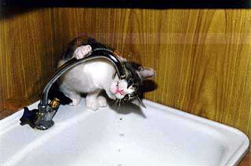CATS3 02