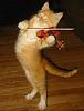     . 

:	violinist.jpg 
:	2288 
:	140.0  
ID:	74184