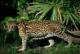   ocelot