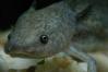   Axolotl