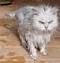  Tigris